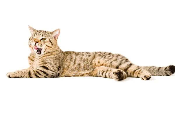 Gatto scozzese dritto lecca labbra — Foto Stock