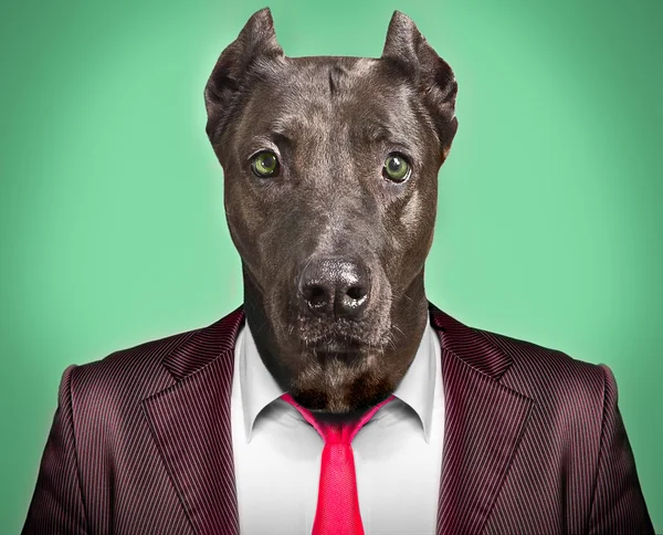 Portrait d'un chien en costume d'affaires — Photo