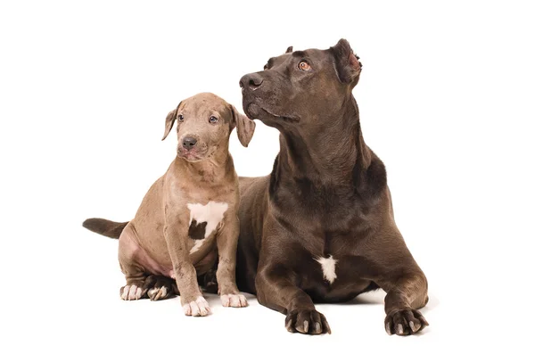 Dog and puppy pitbulls — Stock Photo, Image