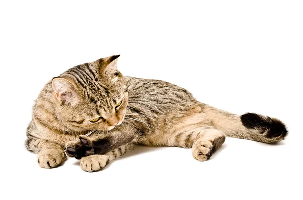 Scottish Straight cat licks herself — Stock Photo, Image