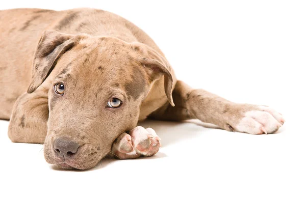 Portrait of a pitbull puppy — Stock Photo, Image