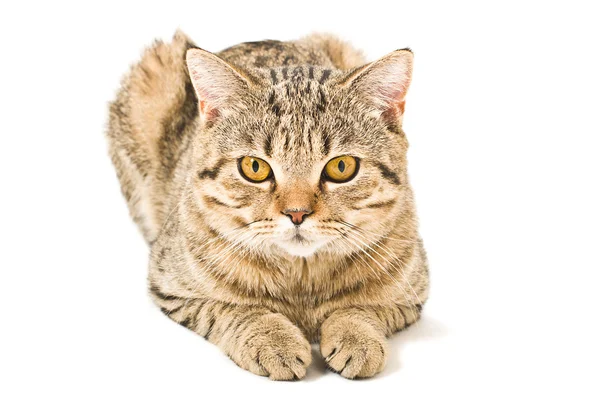 Portrait of a Scottish Straight cat — Stock Photo, Image