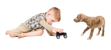 oğlan ve köpek pitbull play araya oyuncak araba