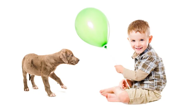 Boy and puppy pitbull playing balloon — Stock Photo, Image