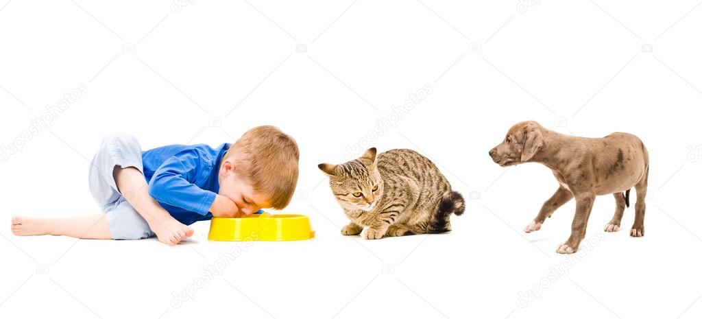 Joint food boy, cat and puppy