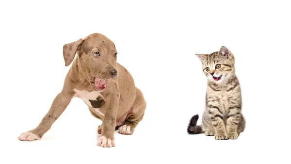 Cucciolo e gattino sbadigliano insieme — Foto Stock