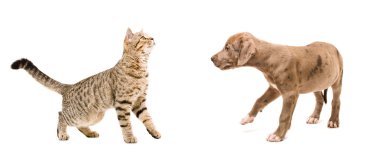 Meeting cat and puppy