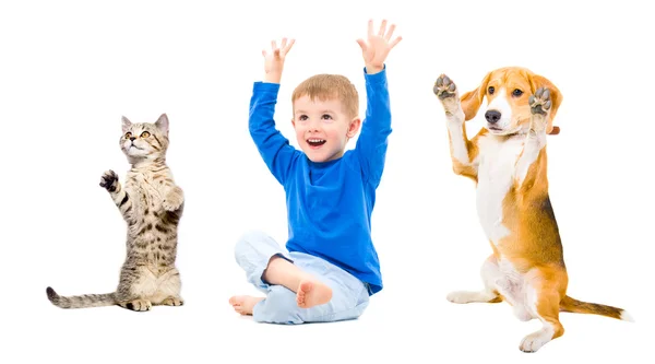 Веселий хлопчик, собака і кіт — стокове фото