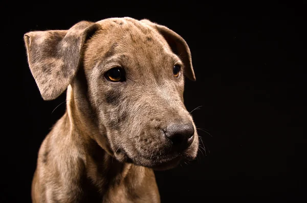 Retrato de um pitbull de cachorro bonito — Fotografia de Stock
