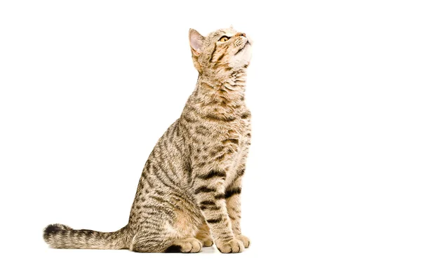 Scozzese dritto gatto annusa — Foto Stock