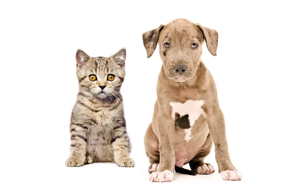 Schottisches Straight Kitten und Pitbull Welpen — Stockfoto