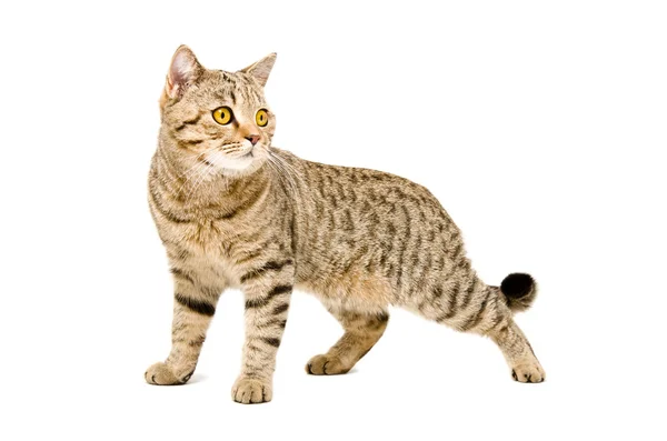 Portrait Scottish Straight cat — Stock Photo, Image