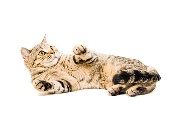 Portrait of a frightened cat Scottish Straight — Stock Photo, Image