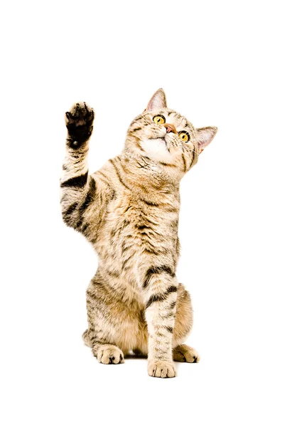 Hravá kočka skotský rovný — Stock fotografie