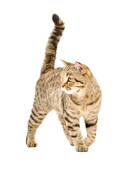 Beautiful cat Scottish Straight on the go — Stock Photo, Image