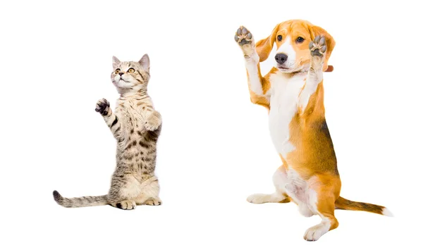 Gato e cão em pé em suas patas traseiras — Fotografia de Stock