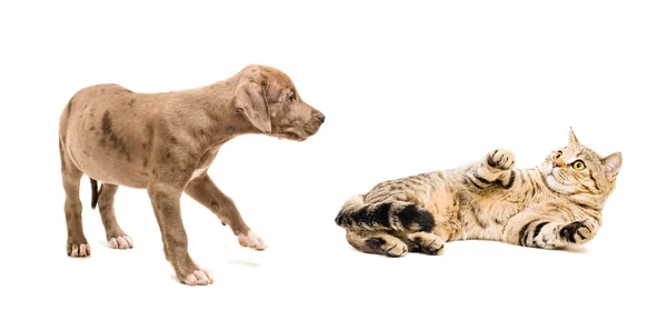 Cat frightened puppy — Stock Photo, Image