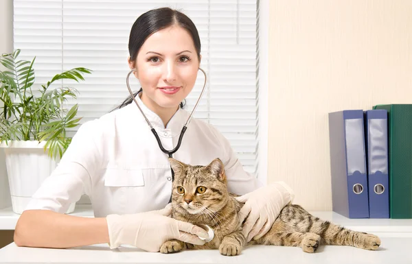 Vet listens stethoscope cat breed Scottish Straight Stock Photo