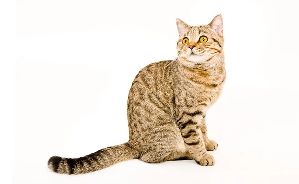 Portrait of a beautiful cat Scottish Straight — Stock Photo, Image