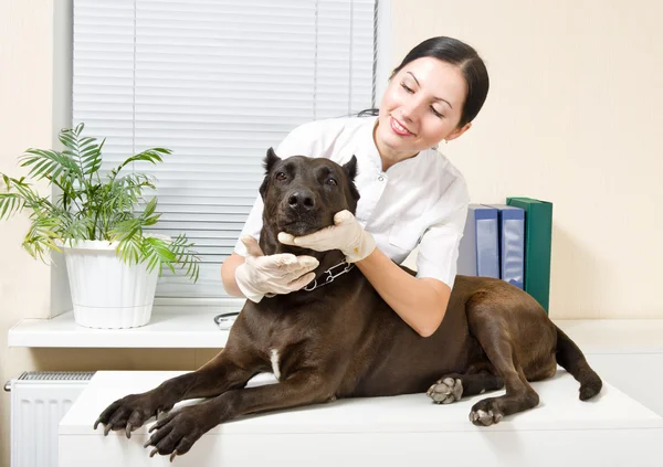 Staffordshire terrier vid en mottagning hos veterinären — Stockfoto