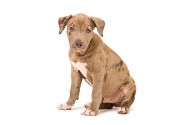 Güzel pitbull köpek yavrusu