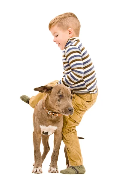 Chico divertirse jugando con un perrito pitbull — Foto de Stock