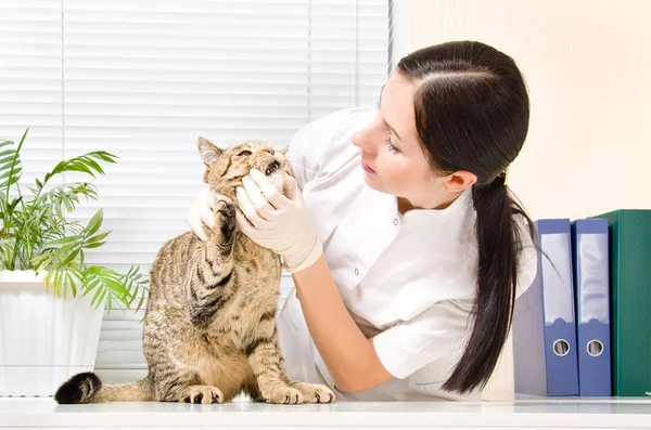 Vétérinaire vérifie dents chat race Scottish Straight — Photo