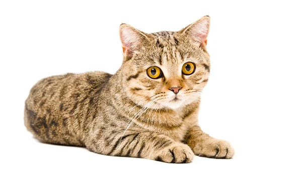 Leżącego kota szkocki prosto — Zdjęcie stockowe