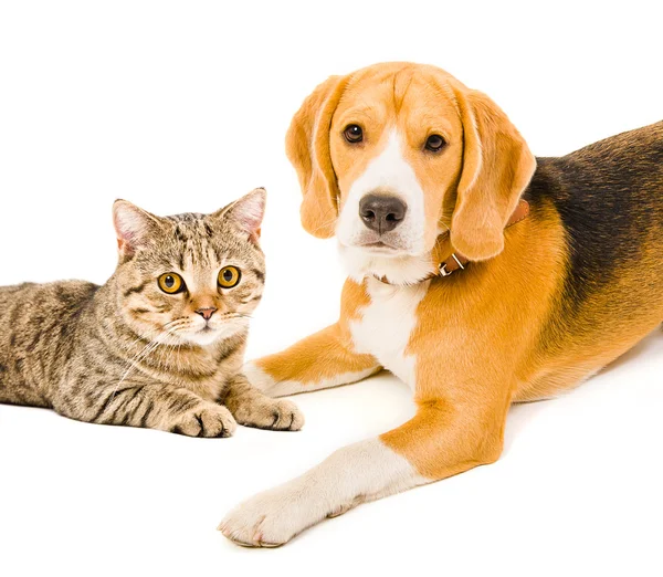 Portrait d'un chien et d'un chat couchés ensemble — Photo