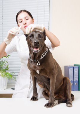Veterinarian dripping ear drops in the ear dog clipart