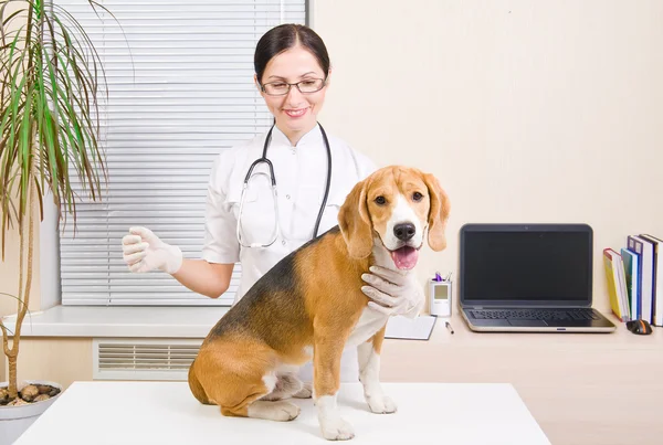 Beagle dog at the vet — Stock Photo, Image