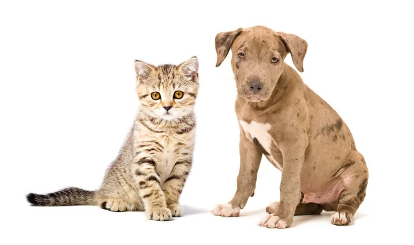 Pitbull puppy and kitten Scottish Straight — Stock Photo, Image