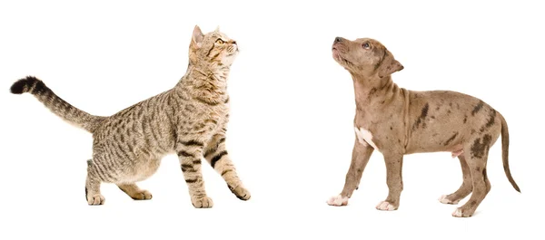 Кошка и щенок стоят и смотрят вверх — стоковое фото