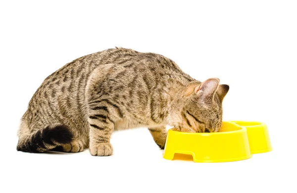 Шотландская прямая кошка ест — стоковое фото