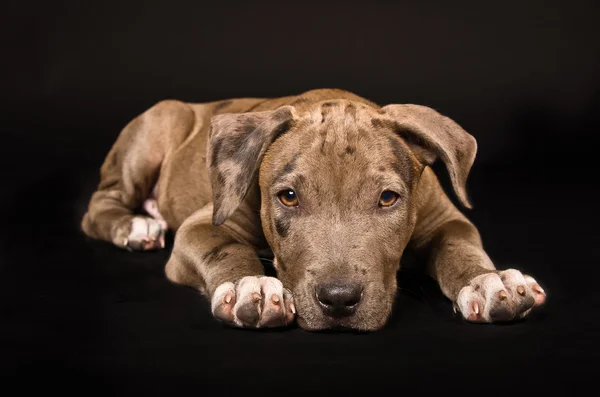 Çok güzel pitbull köpek yavrusu — Stok fotoğraf