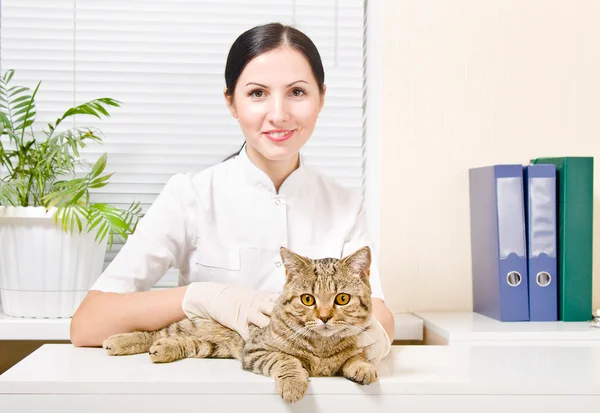 Katt Scottish Straight hos veterinären — Stockfoto