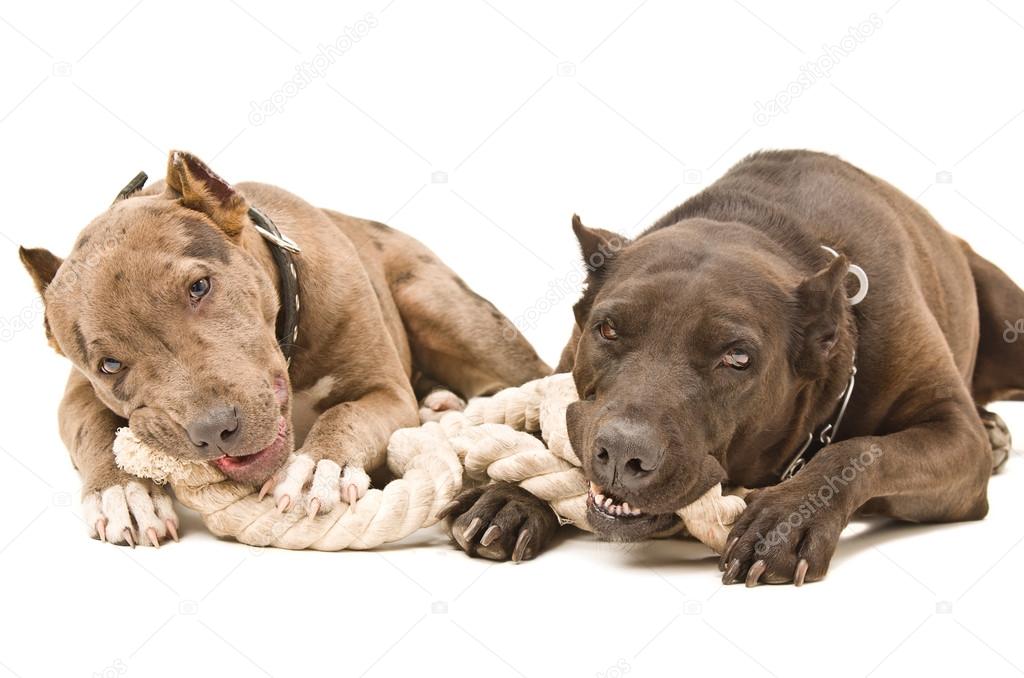 Two pit bull lying together gnaw rope
