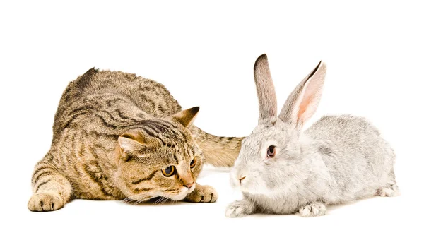 Katze und Hase — Stockfoto