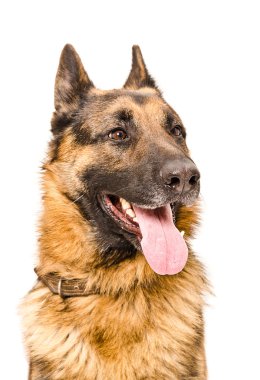 Bir Alman çoban köpeği portresi