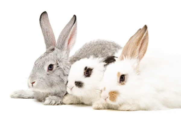 Trois lapins — Photo
