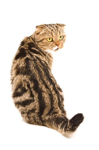 Scottish Fold kotów siedzieć — Zdjęcie stockowe
