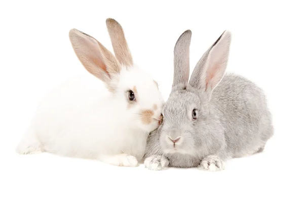 Zwei Kaninchen — Stockfoto