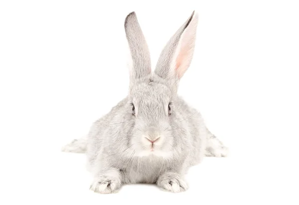 Gray rabbit Stock Picture