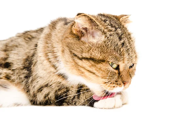 Schottische Faltenkatze leckt seine Pfote — Stockfoto