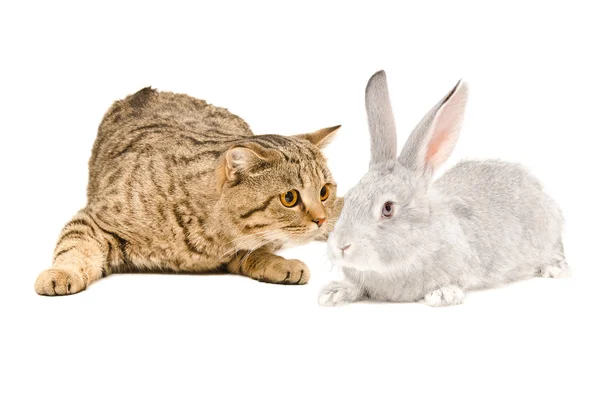 Шотландская прямая кошка нюхает серого кролика — стоковое фото