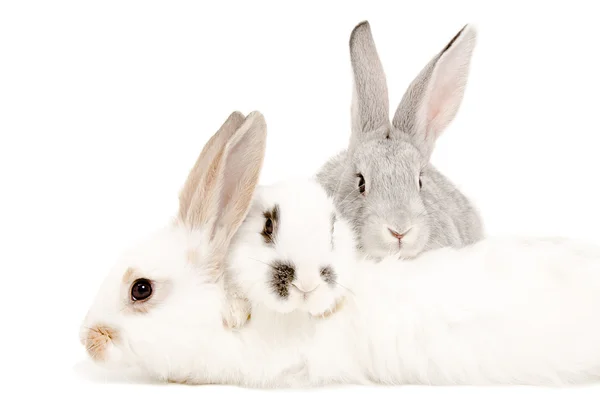 Deux lapins couchés sur le troisième lapin — Photo