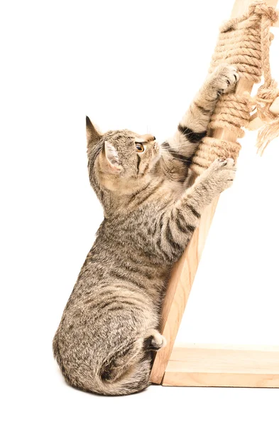 Kitten Scottish Straight sharpening its claws — Stock Photo, Image