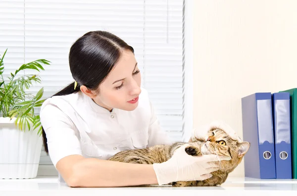 Kształcenia i szkolenia zawodowego przeprowadza inspekcję zęby kota rasy Scottish prosto — Zdjęcie stockowe