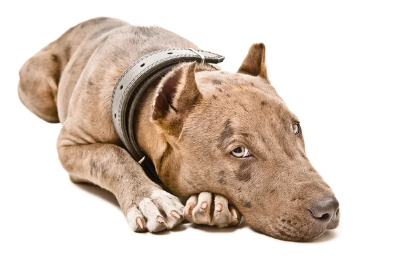 Cão bonito pitbull — Fotografia de Stock
