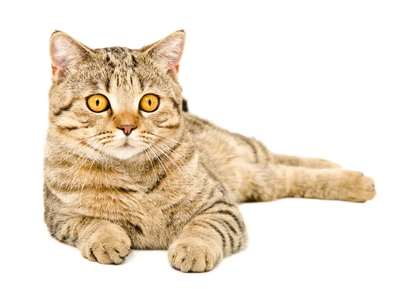 Młody kot Koty syjamskie — Zdjęcie stockowe